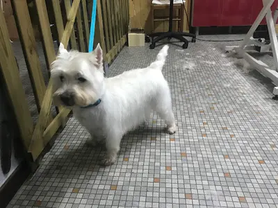 Douce Heure Canine