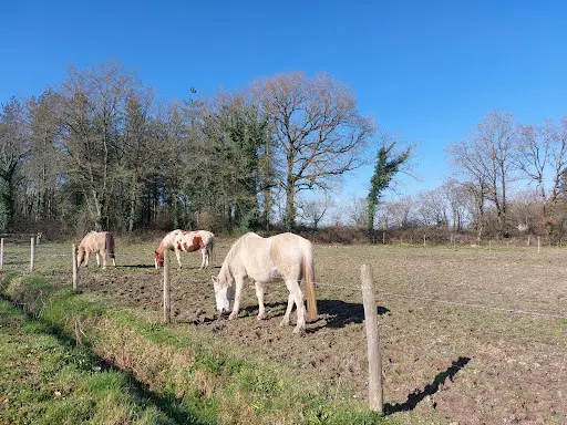 Ferme Equestre le Refuge - Pension Pour Chevaux