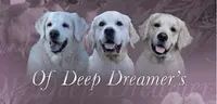 Of Deep Dreamer’s - Golden Retriever
