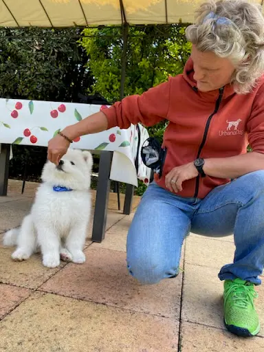 Urbanodog