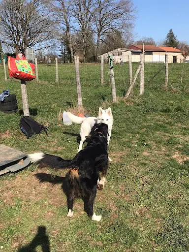 Positivdog Éducation Canine - Éducateur Comportementaliste Canin