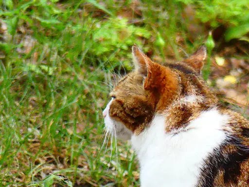 Chats Sans Toi
