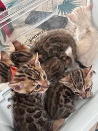 Chatterie de la Bengalchimie