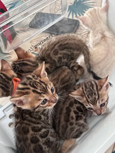 Chatterie de la Bengalchimie