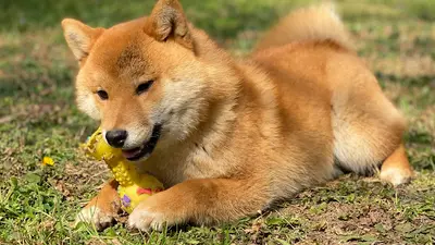Des Gardiens de Juri, Shiba Inu et Berger Américain Miniature