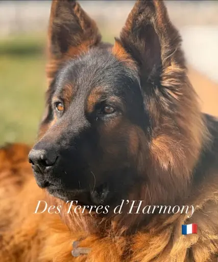 Élevage des Terres d'Harmony