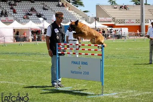 l'Ecole du Chien