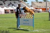 l'Ecole du Chien