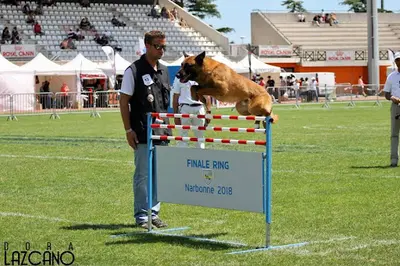 l'Ecole du Chien
