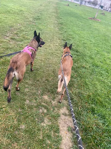 Gersatoutchiens