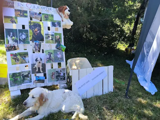 Société Protectrice des Animaux du Gers