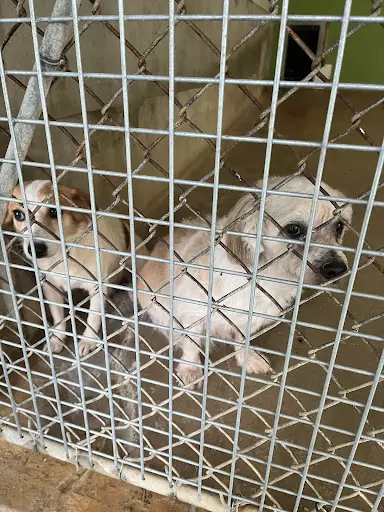 La Société Protectrice des Animaux (spa) - Refuge d'Orgeval