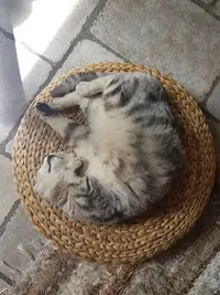 Apclo - Association Pour la Protection des Chats Libres d'Orléans