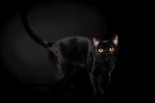 Chatterie The Cats Love