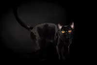 Chatterie The Cats Love