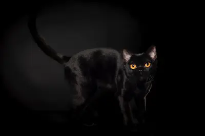 Chatterie The Cats Love