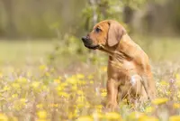 Elevage African Shadows - Elevage de Rhodesian Ridgeback