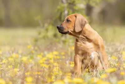 Elevage African Shadows - Elevage de Rhodesian Ridgeback