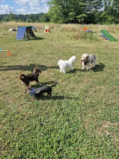 Bravos Education Canine