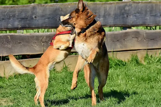 Chienserein - Canine Behaviorist And Trainer - From Dax To Orthe