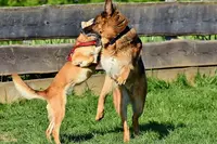 Chienserein - Canine Behaviorist And Trainer - From Dax To Orthe