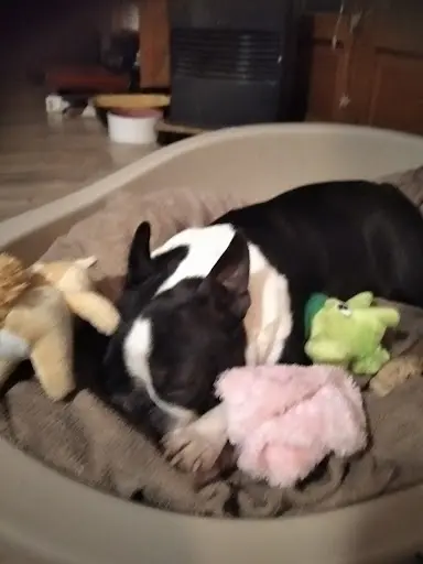 Nos Petits Bostons