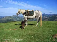 Ferme Equestre les Collines