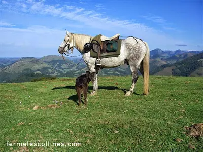 Ferme Equestre les Collines