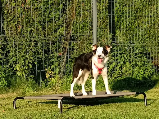 Dogpassion-éducateur Canin