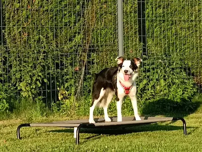 Dogpassion-éducateur Canin