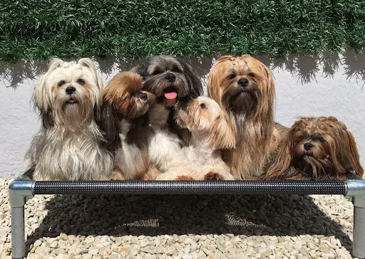 Elevage du Parc de Courtefontaine - Lhassa Apso