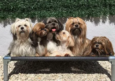 Elevage du Parc de Courtefontaine - Lhassa Apso