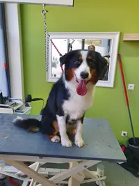 Hundesalon Dogstyle