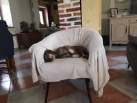 Justine Toilettage