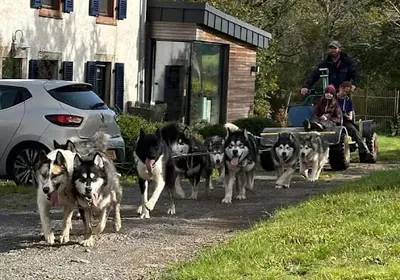 Elevage de Malamute "of Blue Track"
