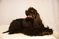 Le Chien Roi