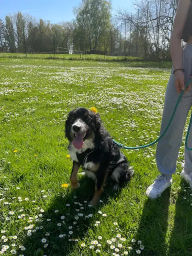Doggy Freed