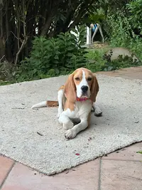 Elevage des Gardiens d'Alma - Beagles et Coonhound
