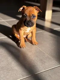 Elevage Staffordshire Bull Terrier " The Little Devil Of Breizh "