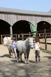 Poney Club Shamrock