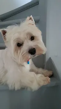 Sophie Toilettage