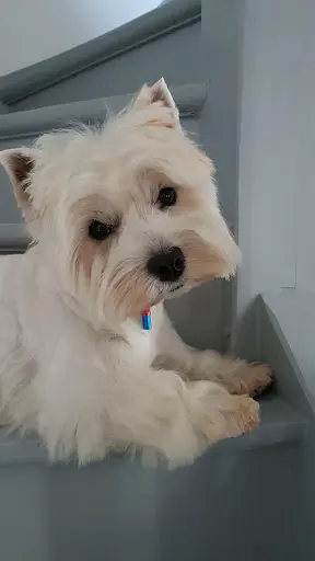Sophie Toilettage