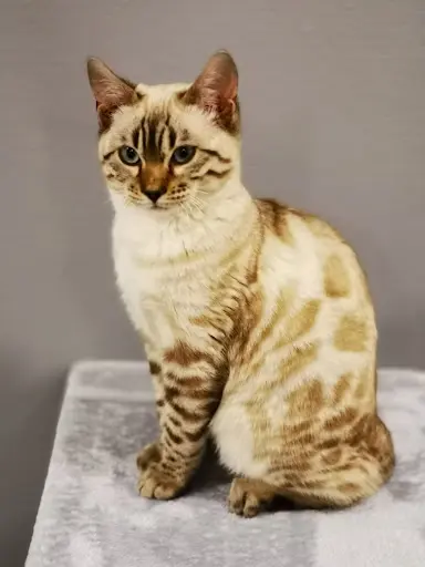Bengal Siti : Élevage de Chatons Bengal (meuse)