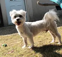 Amour de Chien