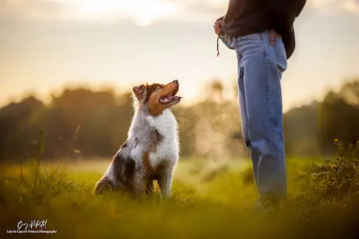 Révolucani — Éducateur Canin - Comportementaliste