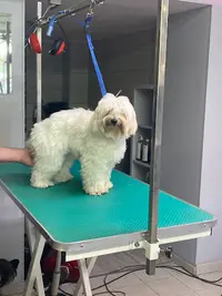 Amazing Toilettage