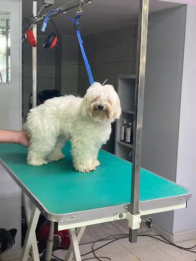 Amazing Toilettage