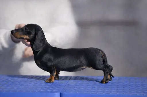 Élevage du Buc de la Coume - Cavalier King Charles et Teckels