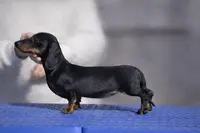 Élevage du Buc de la Coume - Cavalier King Charles et Teckels