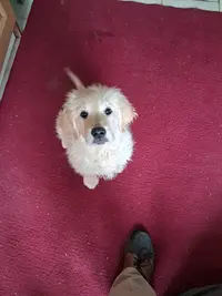 Elevage des Plumes d'Orphée - Golden Retriever et Cocker Anglais